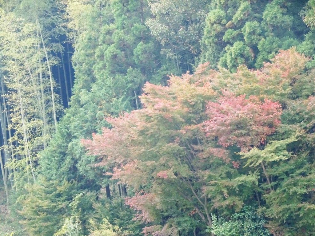 霧の朝