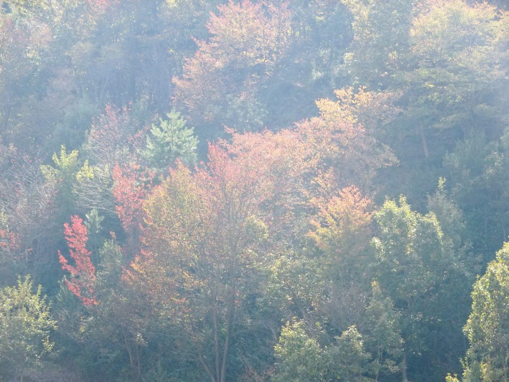 田舎の秋