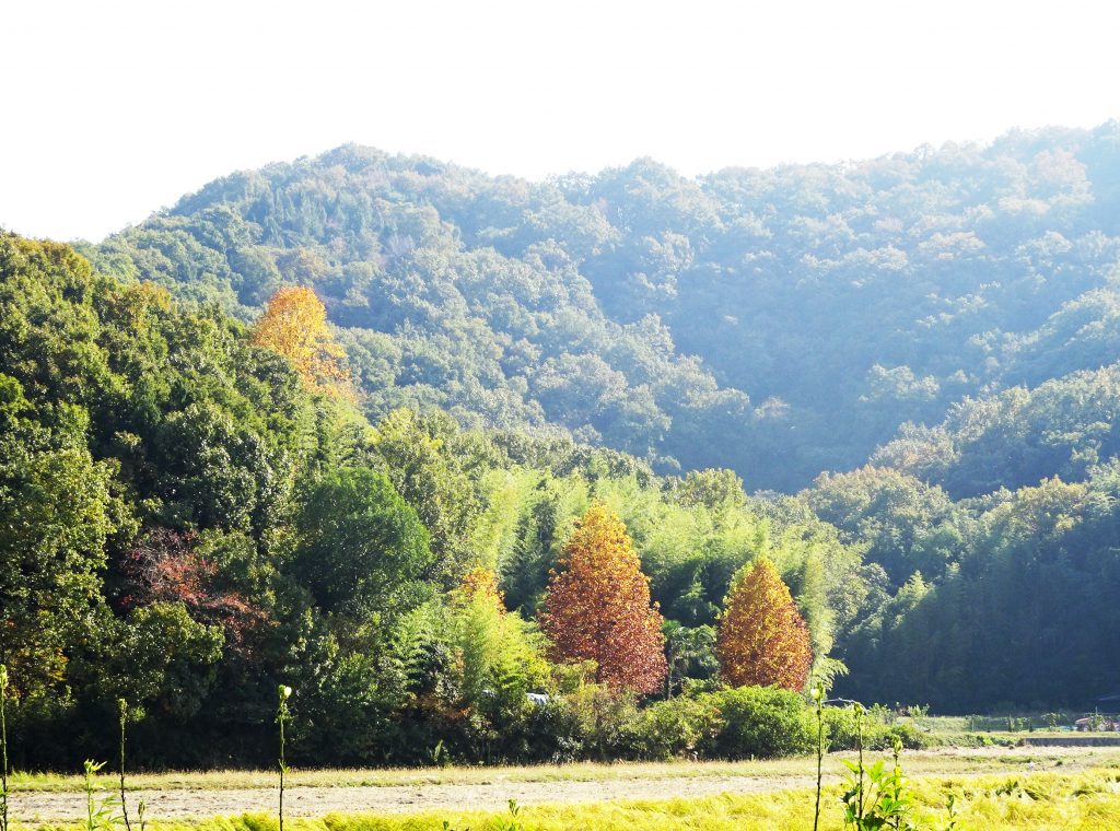 田舎の秋