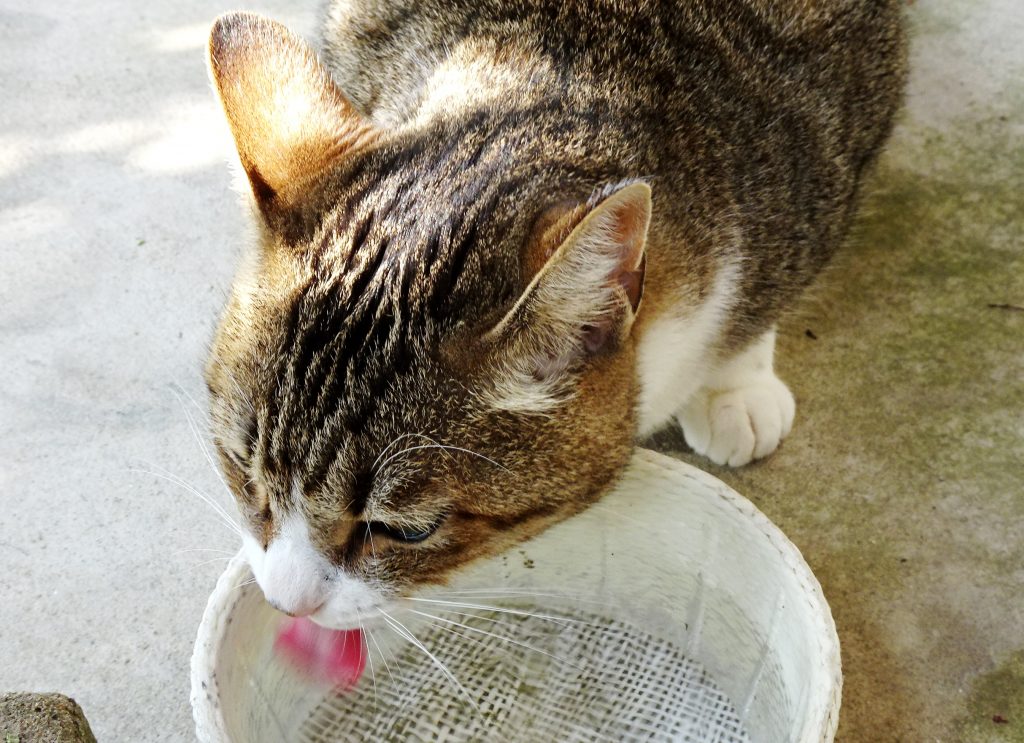 ねこ、風太 日向ぼっこ