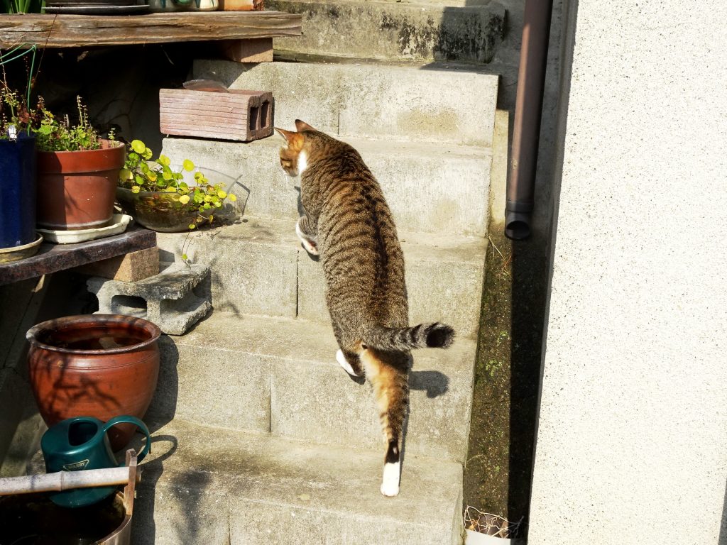 ねこ、風太 巡回