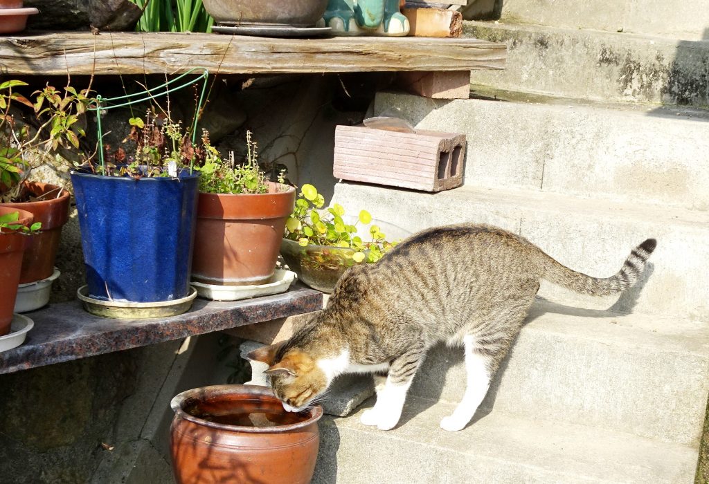 ねこ、風太 巡回