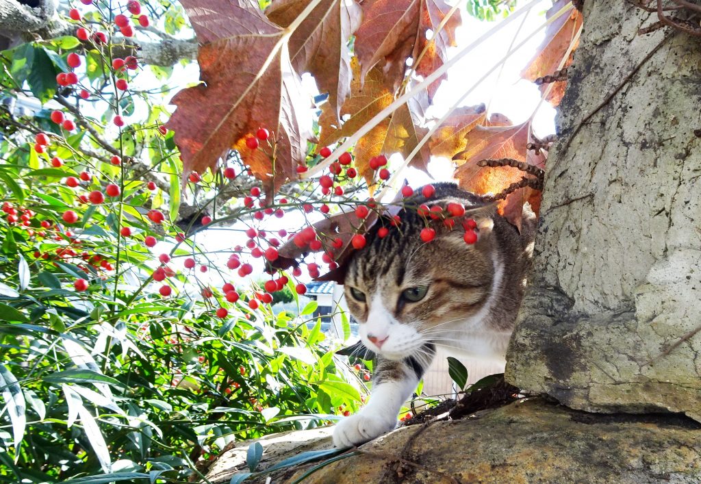 ねこ、風太 南天