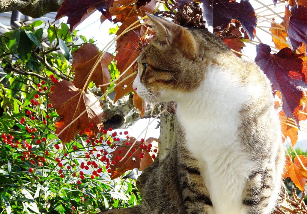 ねこ、風太 南天