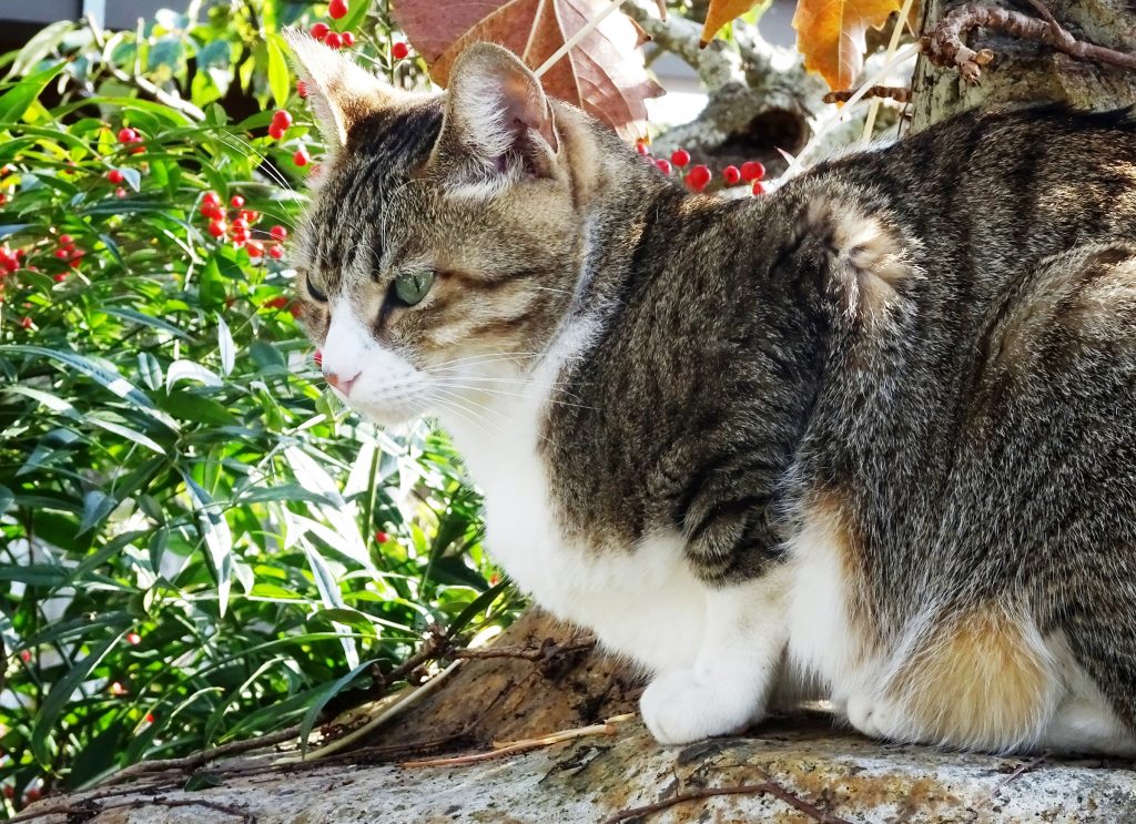 ねこ、風太 南天