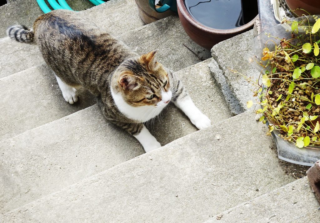 ねこ、風太 巡回