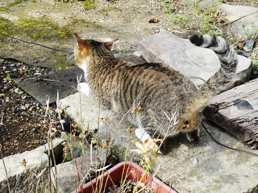 ねこ、風太 巡回