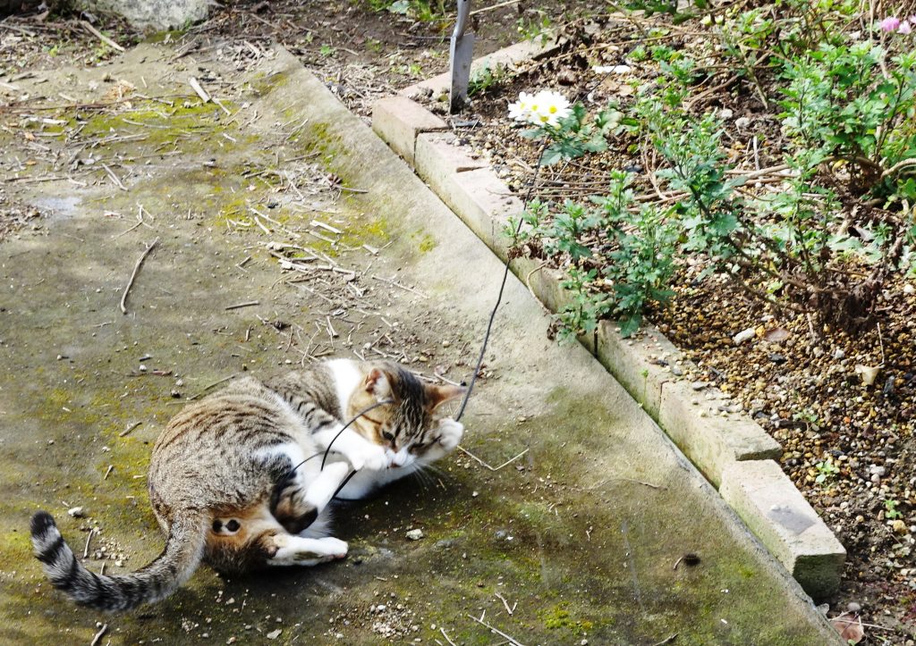 ねこ、風太 巡回