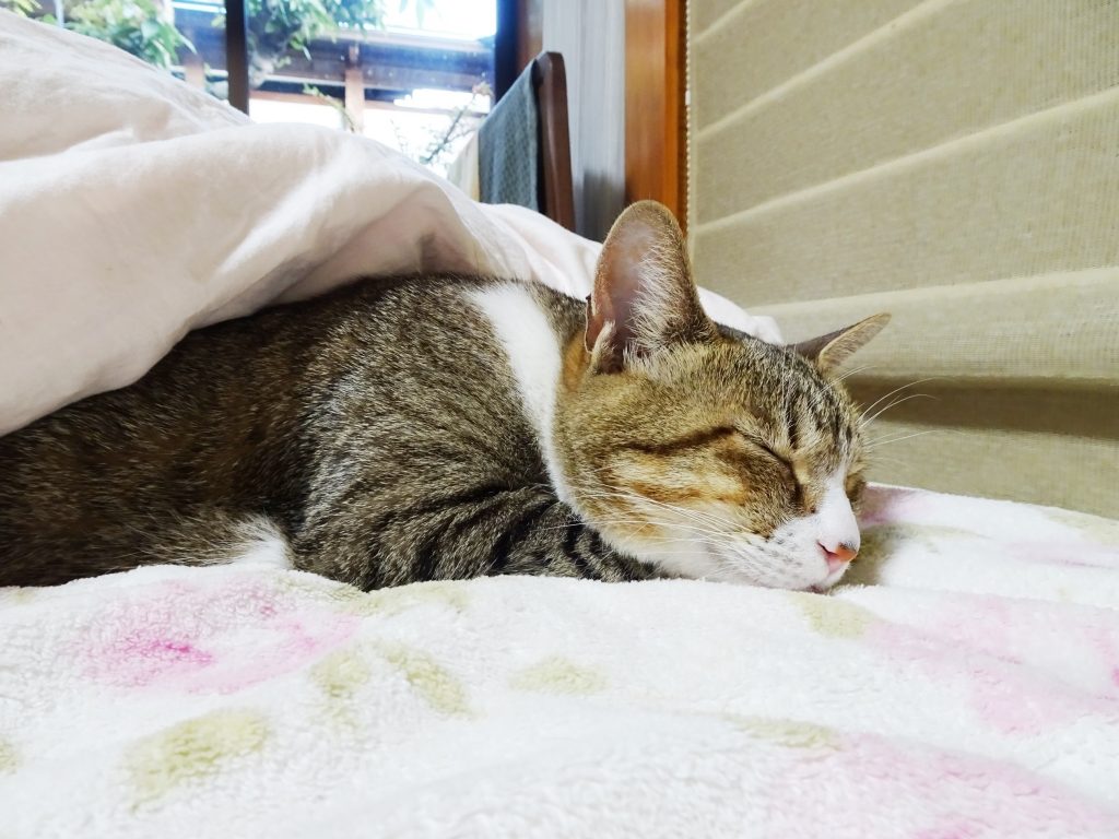 ねこ、風太 ベッド