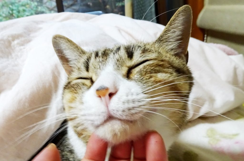 ねこ、風太 ベッド