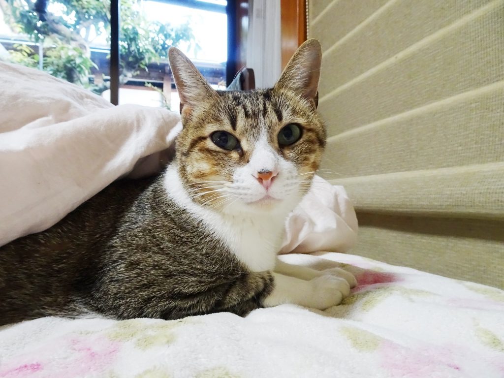 ねこ、風太 ベッド