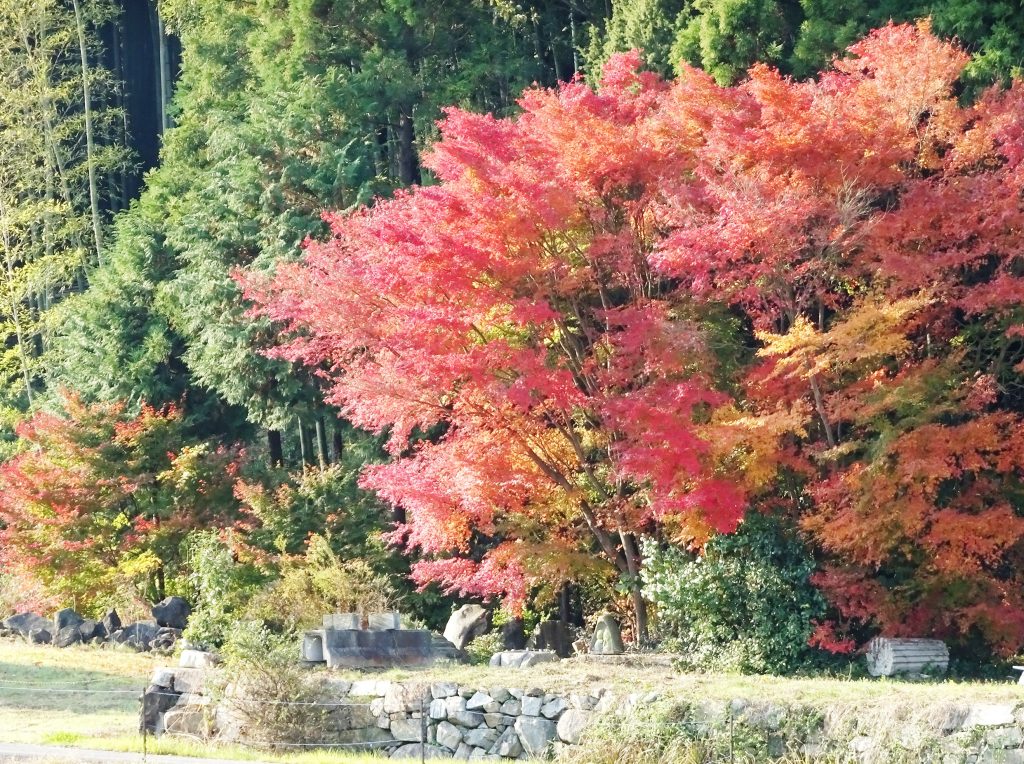 進む紅葉
