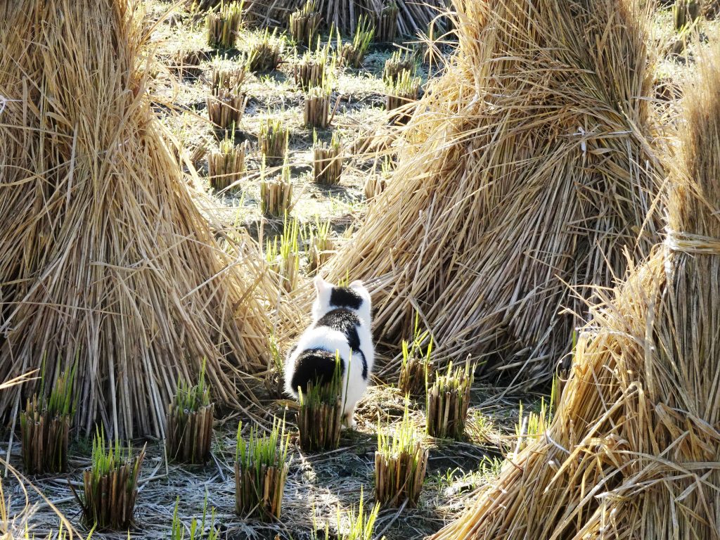 秋の田んぼ