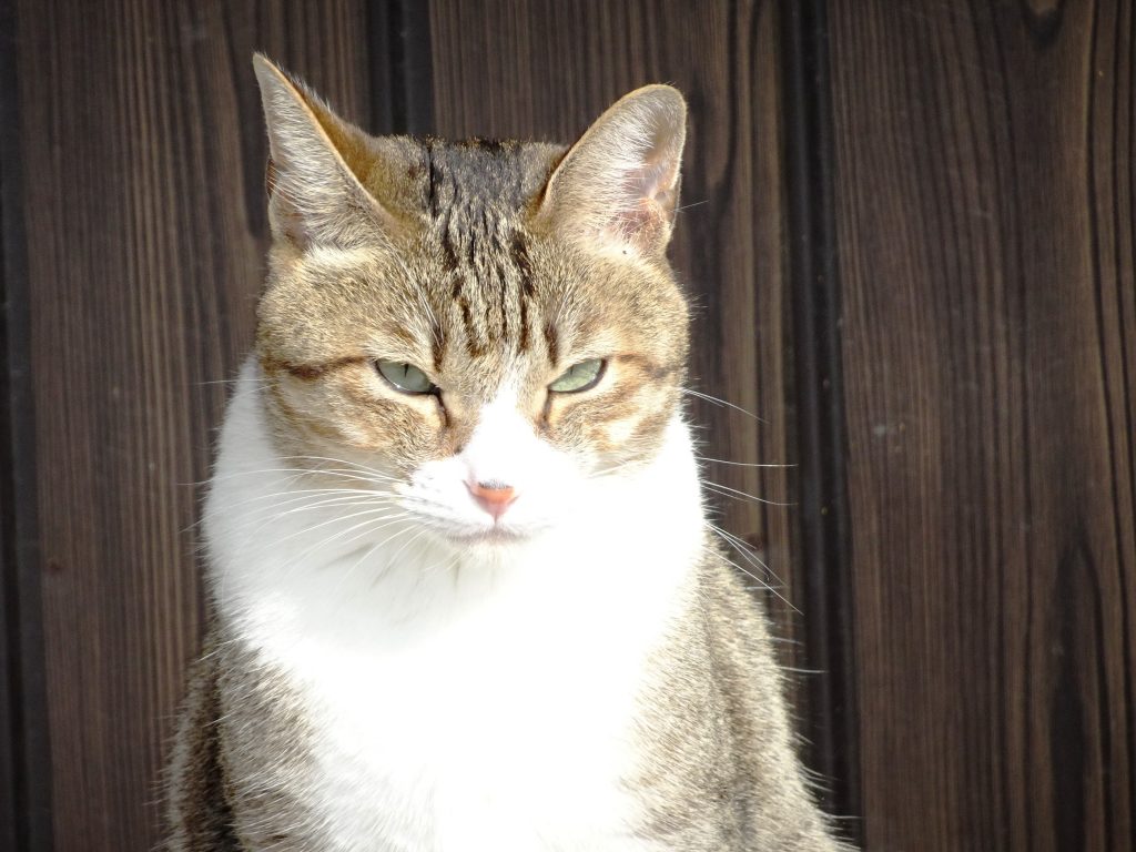 ねこ、風太 日向ぼっこ