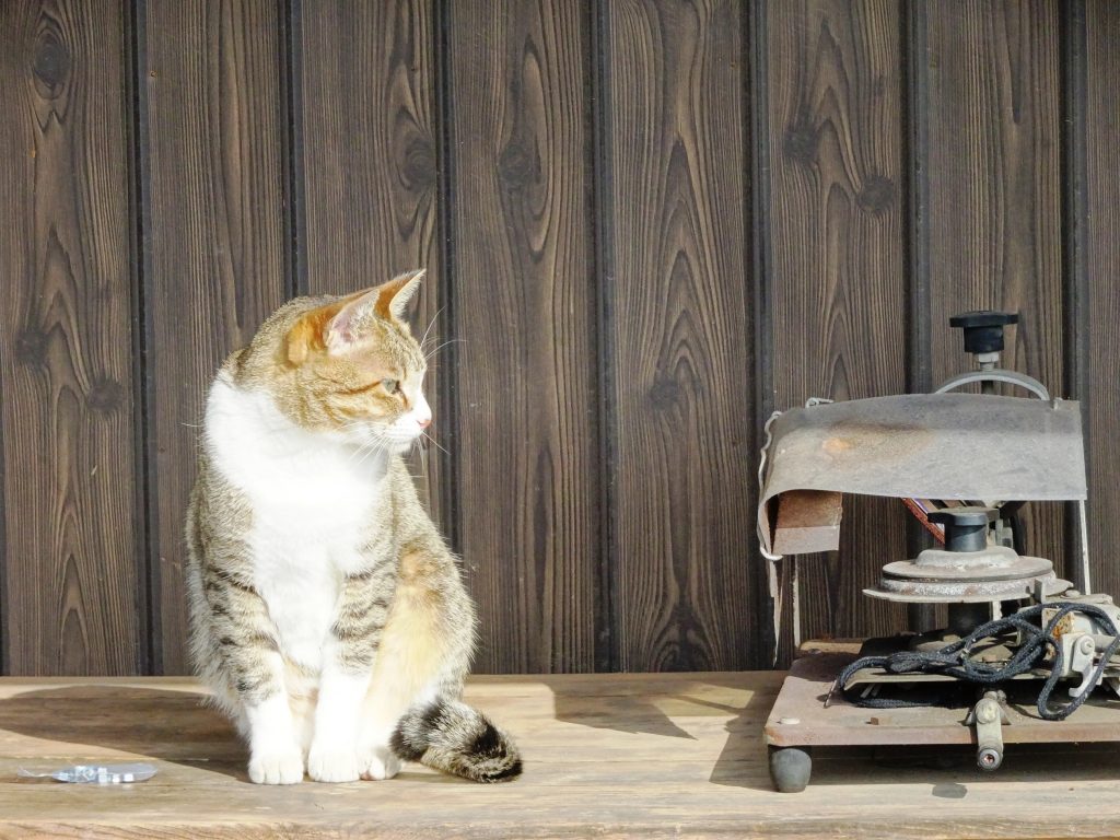 ねこ、風太 日向ぼっこ