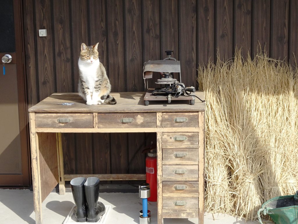 ねこ、風太 日向ぼっこ