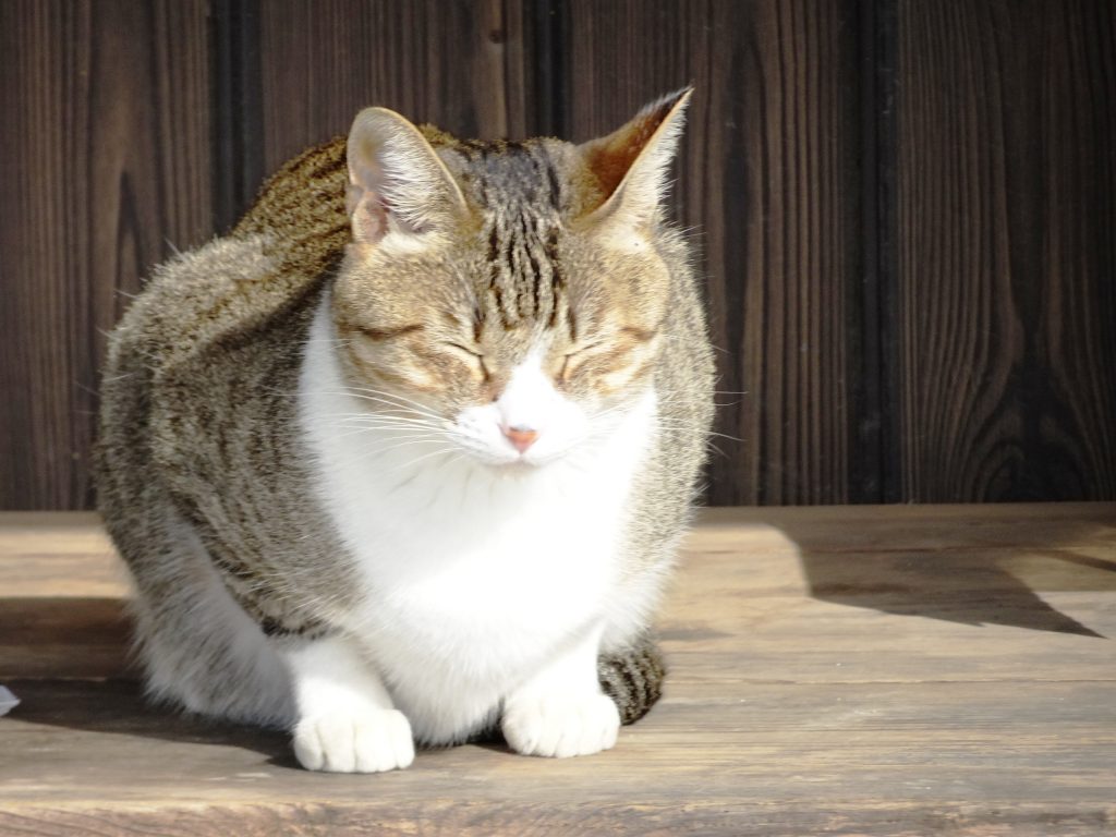 ねこ、風太 日向ぼっこ