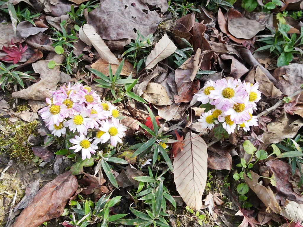 寒菊