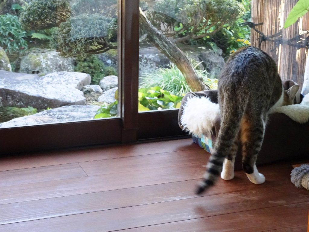 ねこ、風太 お気に入り