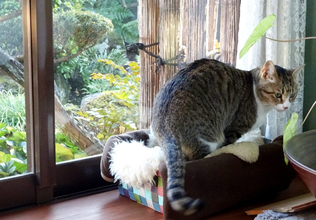 ねこ、風太 お気に入り