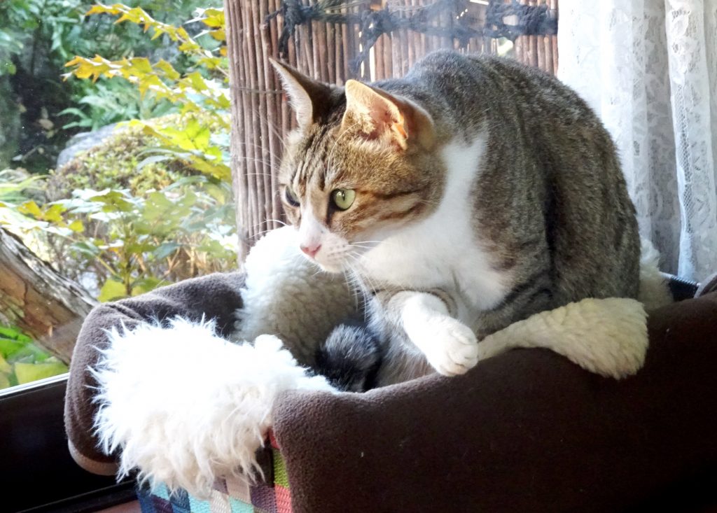 ねこ、風太 毛づくろい
