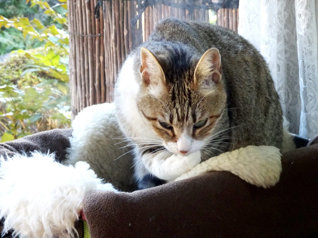 ねこ、風太 お気に入り