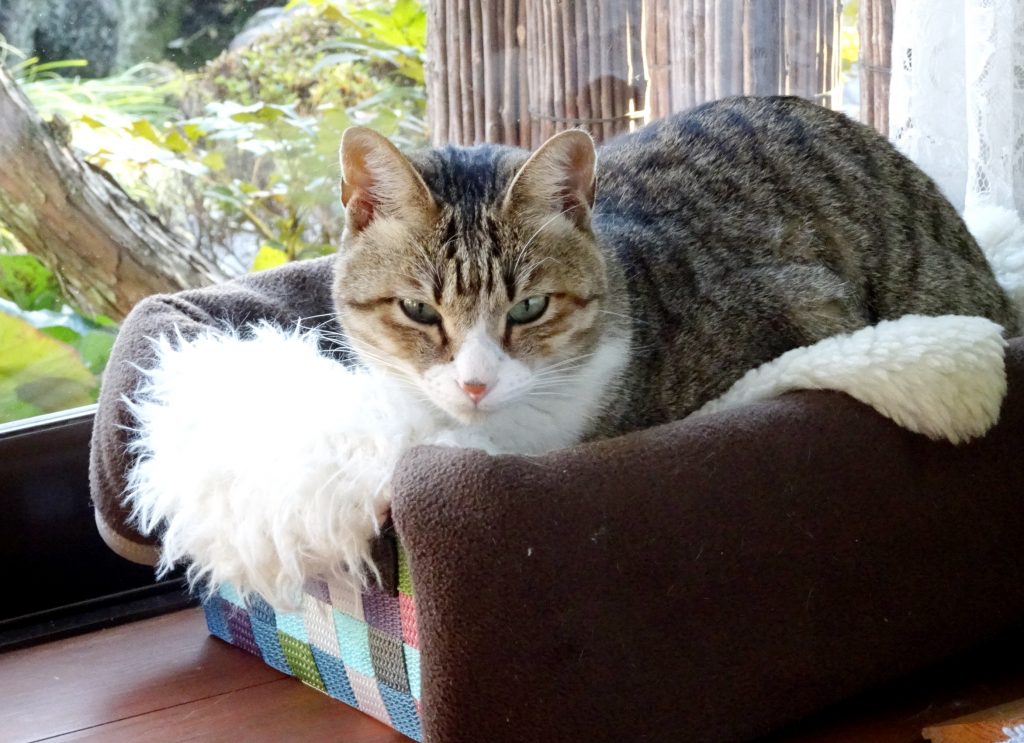 ねこ、風太 毛づくろい