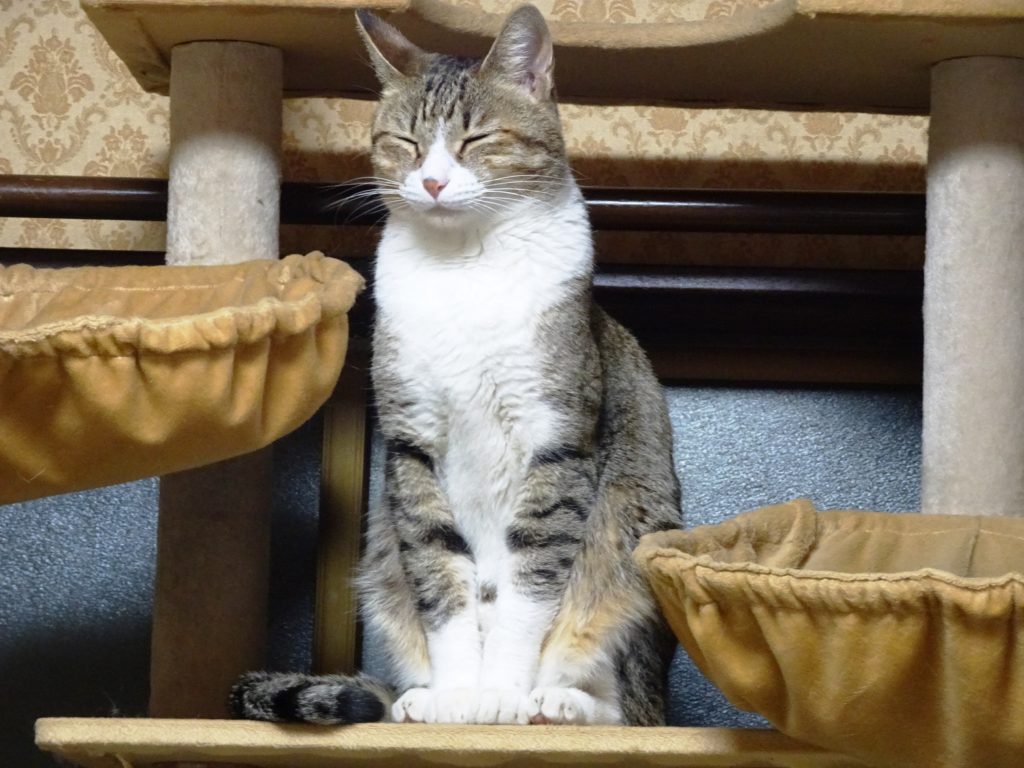 ねこ、風太 毛づくろい