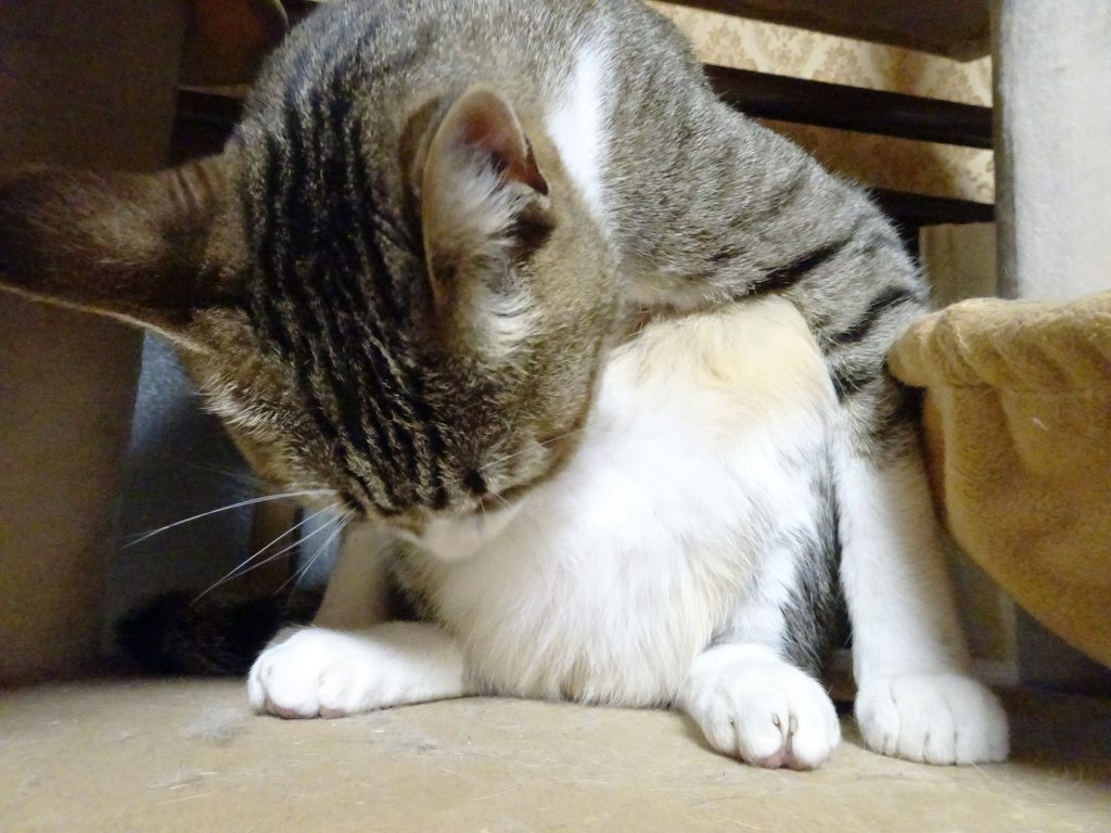 ねこ、風太 毛づくろい