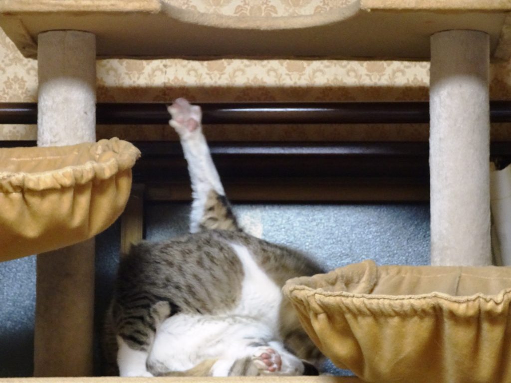 ねこ、風太 毛づくろい