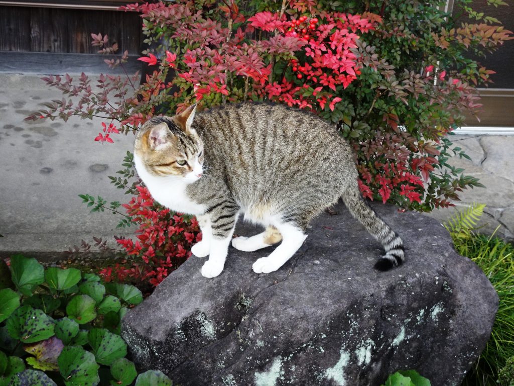 ねこ、風太 巡回