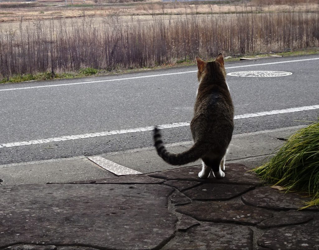ねこ、風太 巡回