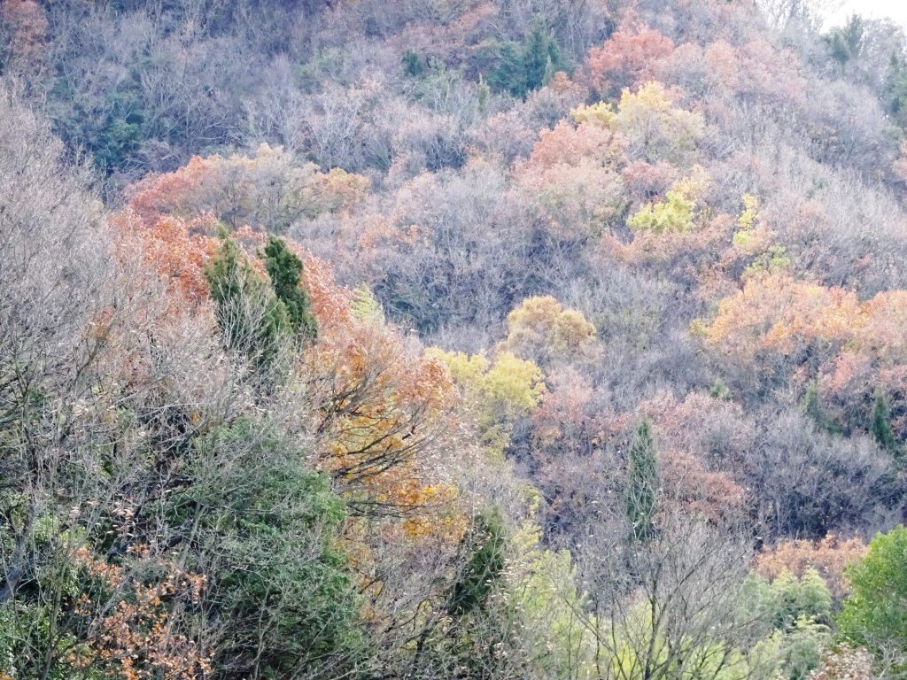 冬の山