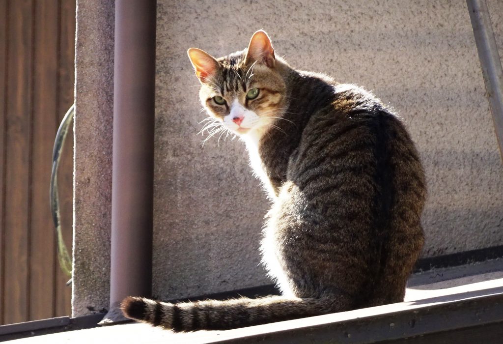 ねこ、風太 巡回