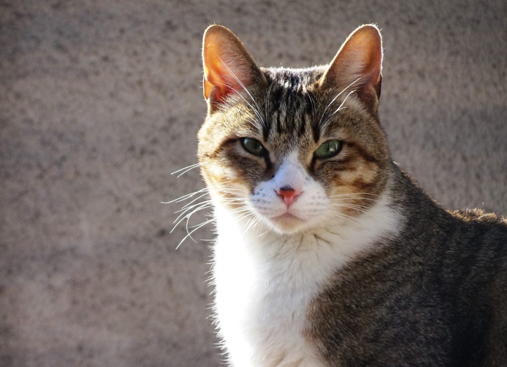 ねこ、風太 巡回