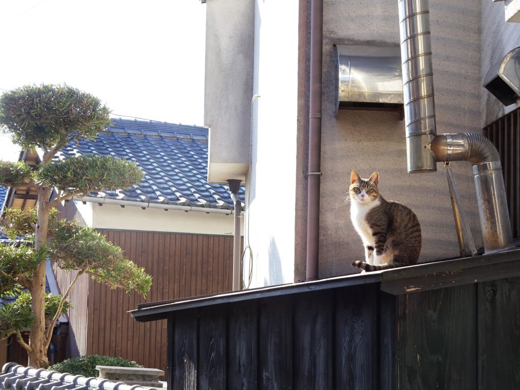 ねこ、風太 巡回