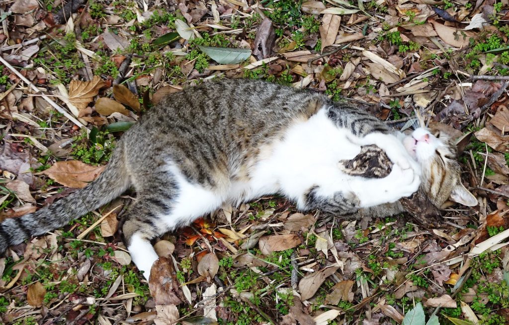 ねこ、風太 マタタビ