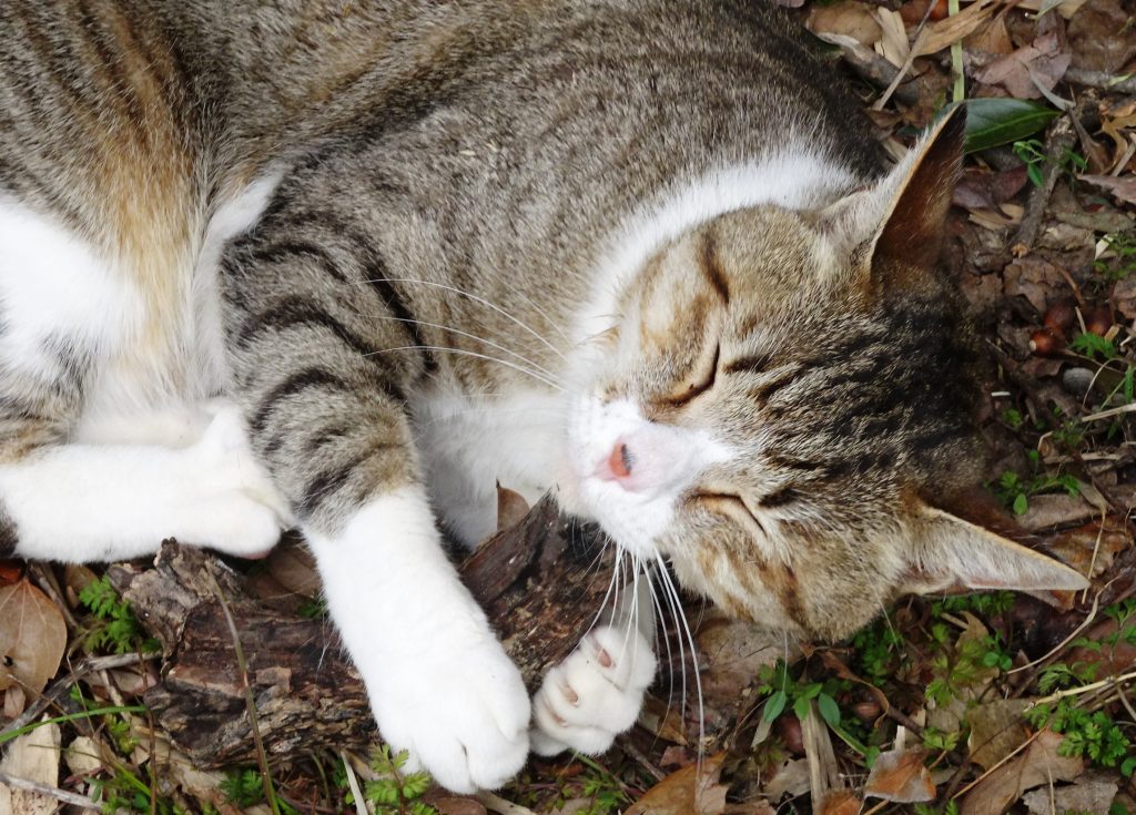 ねこ、風太 マタタビ