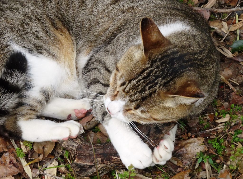 ねこ、風太 マタタビ
