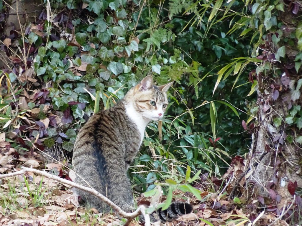 ねこ、風太 巡回