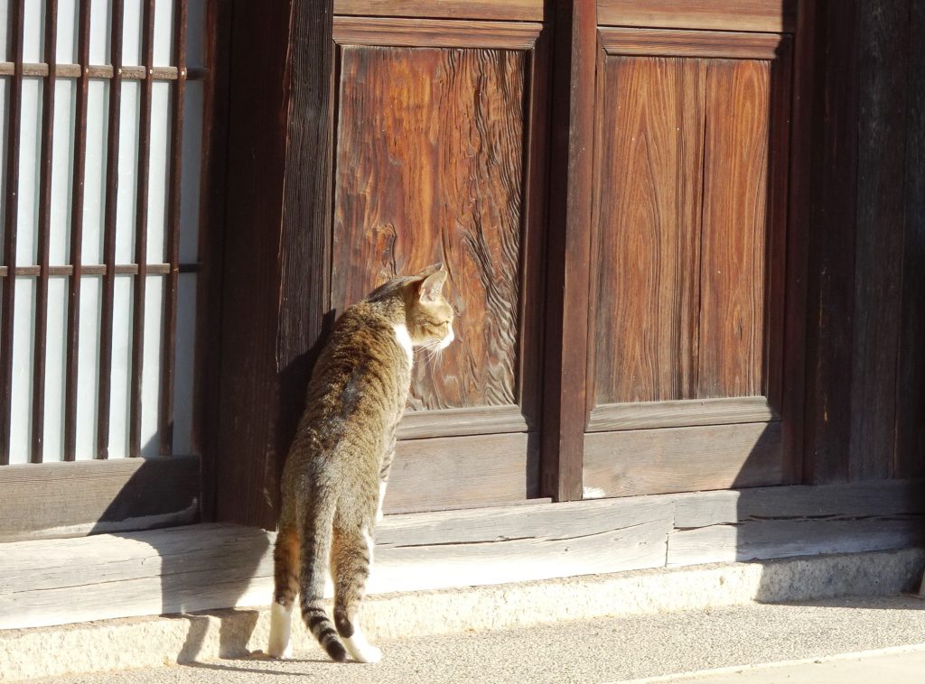 ねこ、風太 巡回