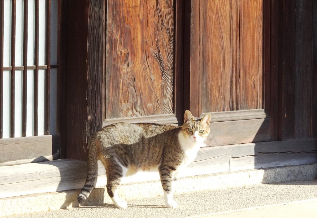 ねこ、風太 巡回