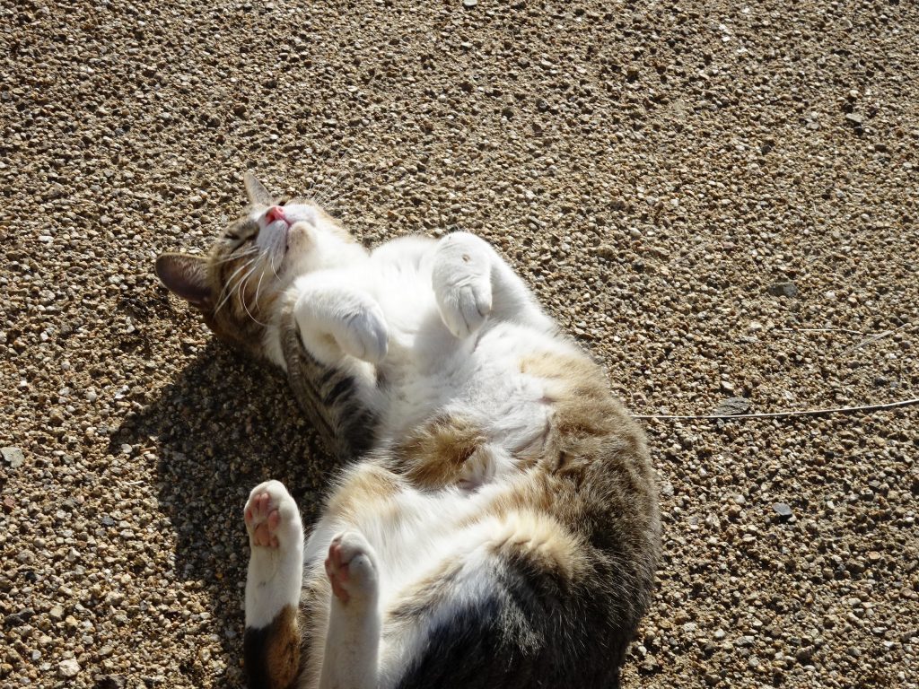 ねこ、風太 ゴロゴロ