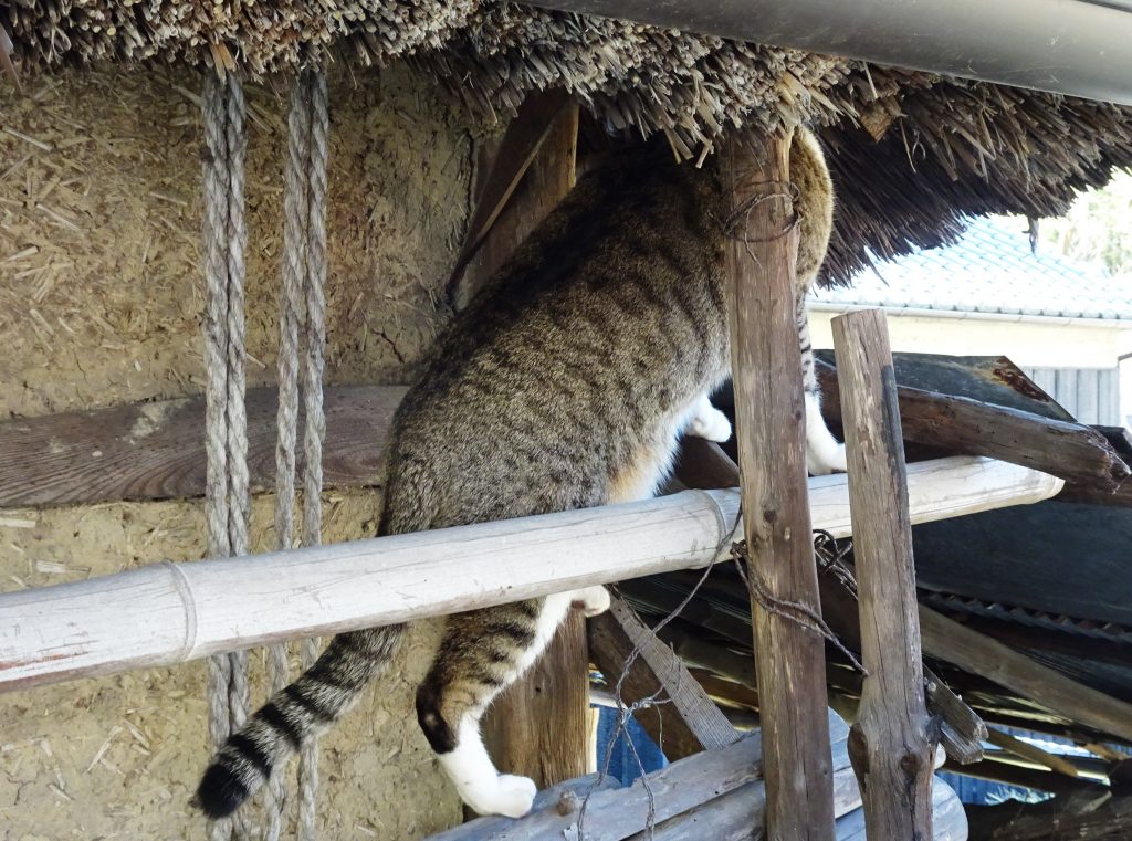 ねこ、風太 巡回