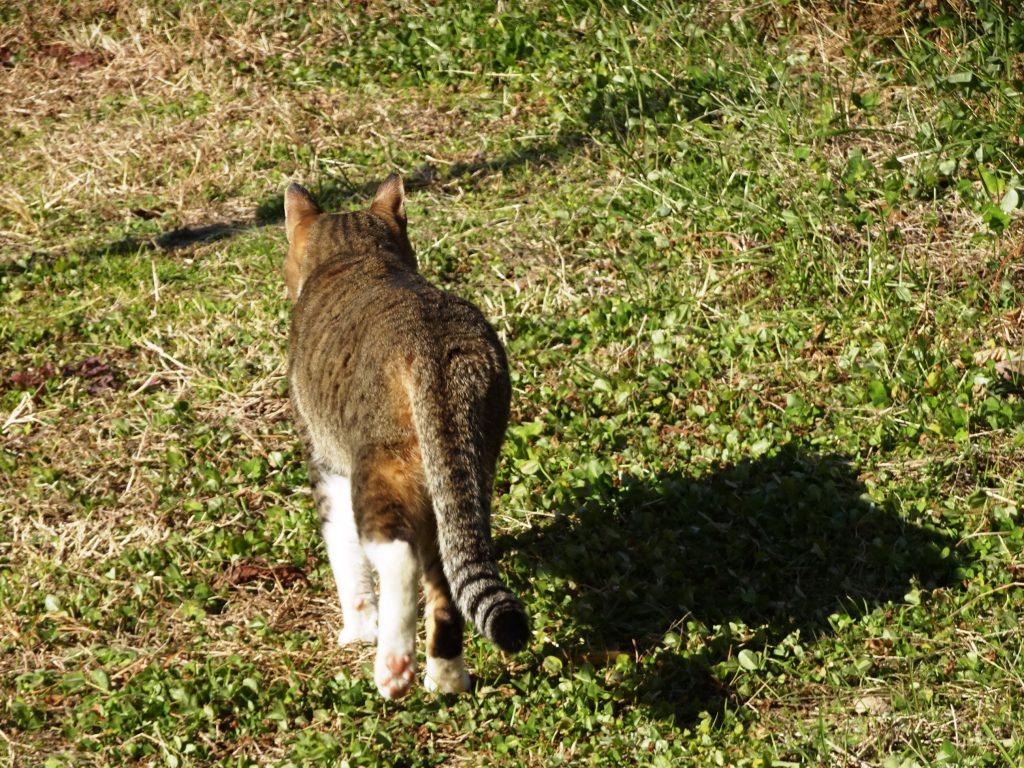 ねこ、風太 巡回