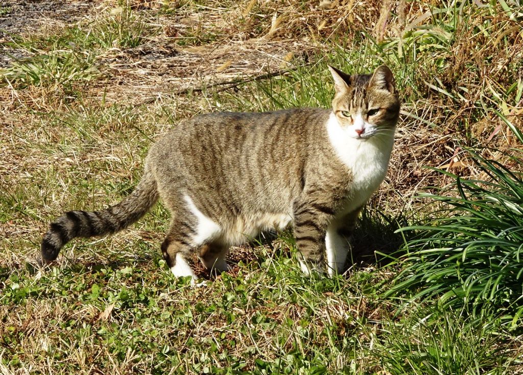 ねこ、風太 巡回