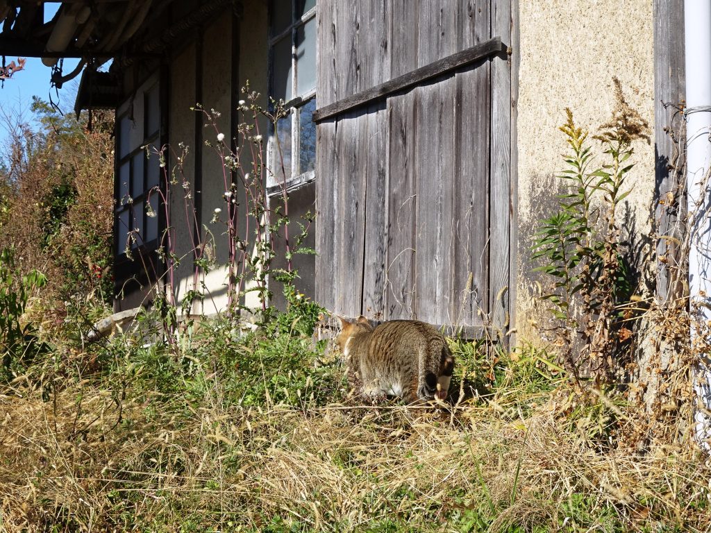 ねこ、風太 巡回