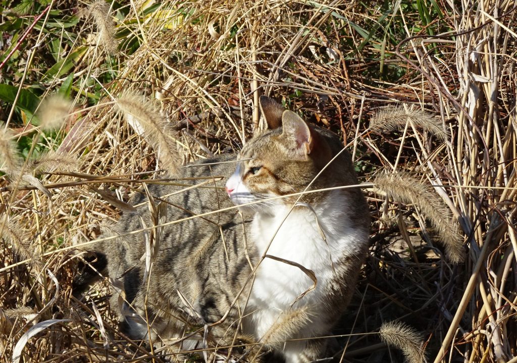 ねこ、風太 巡回