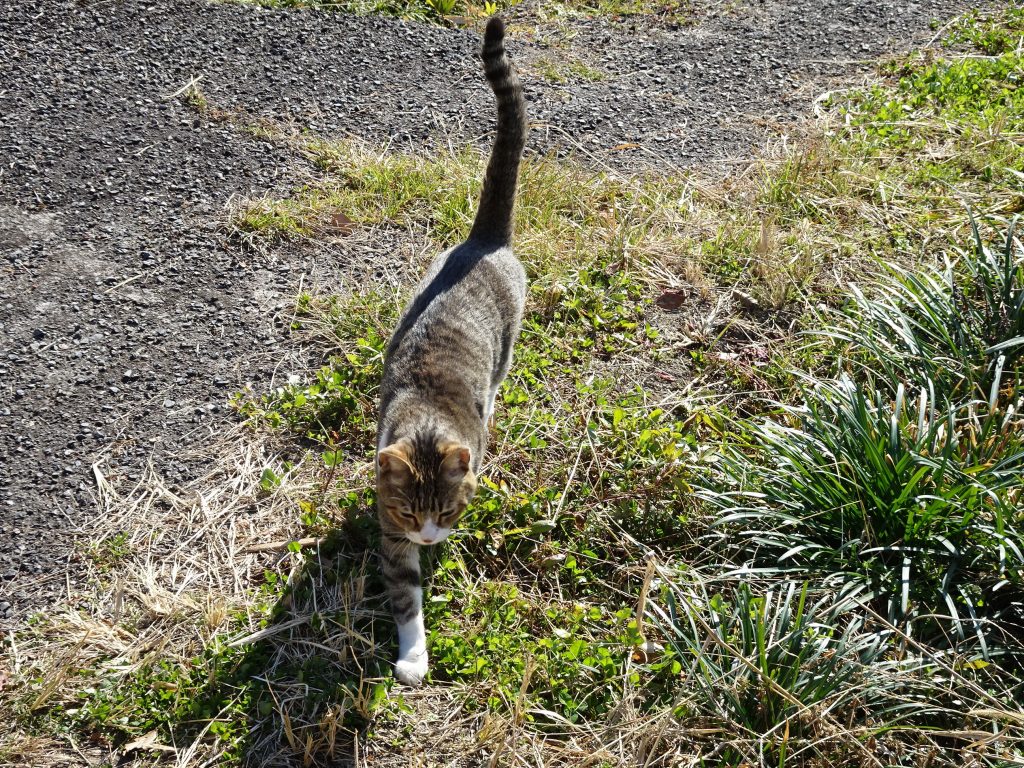 ねこ、風太 巡回