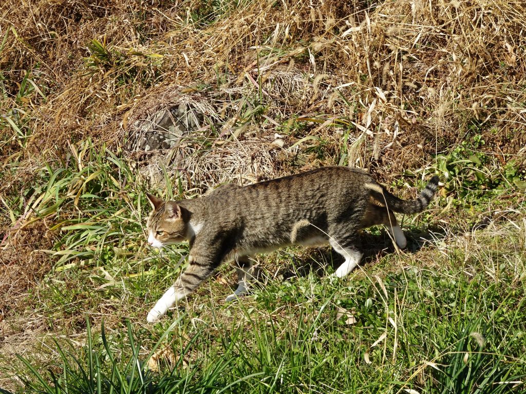 ねこ、風太 巡回